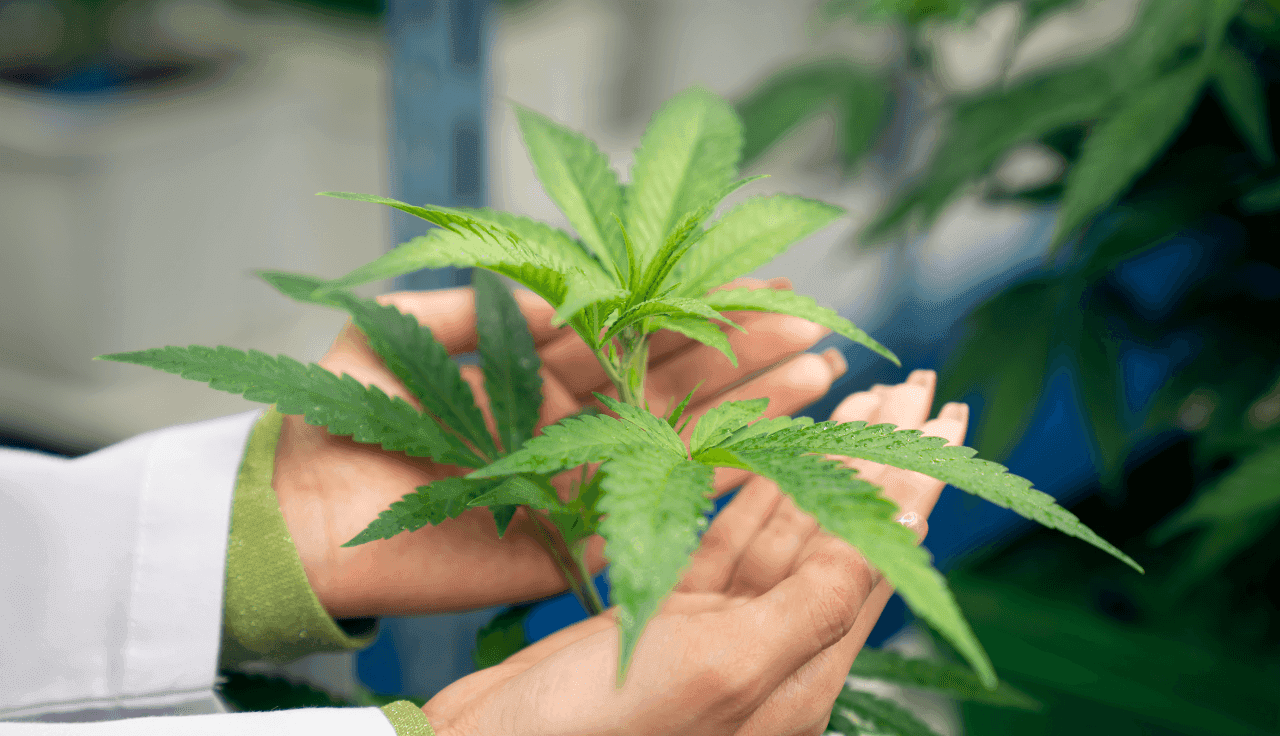 Person hälte Cannabispflanze in den Händen