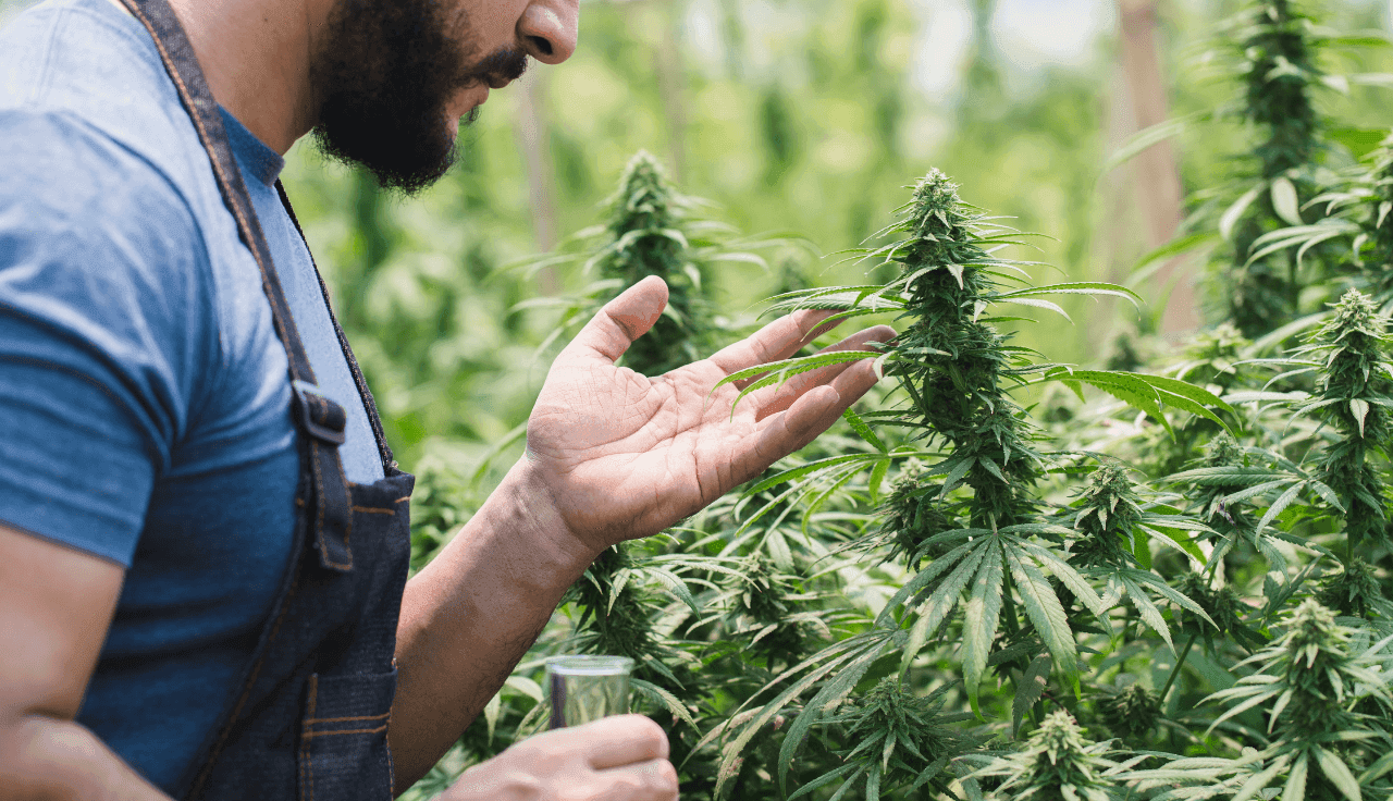 Gärtner der eine Cannabisplanze begutachtet