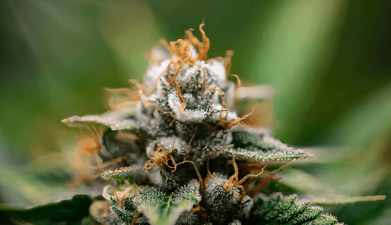 Nahaufnahme einer Cannabispflanze